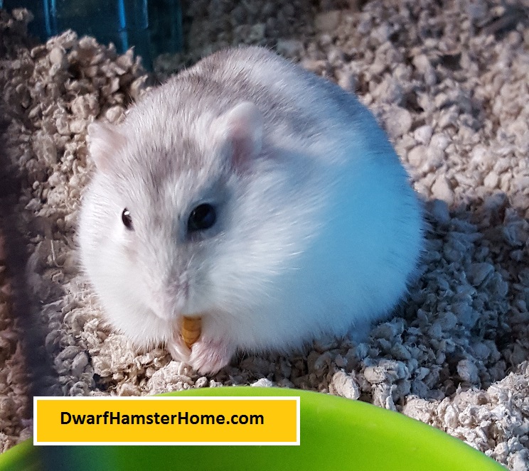 Hampster Home Ma picture
