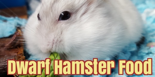 Hamster Diet Chart